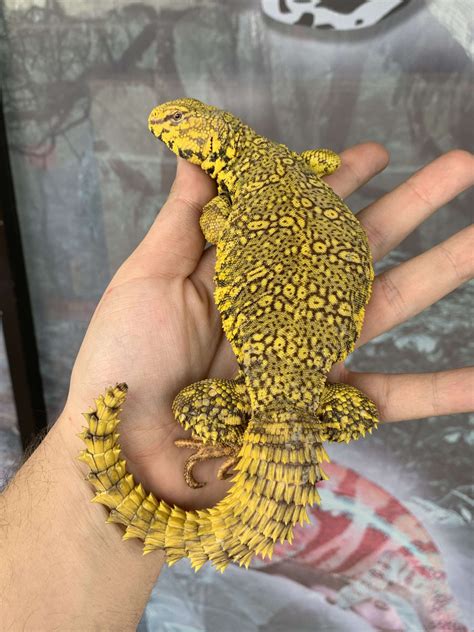 imperial reptiles & exotics|More.